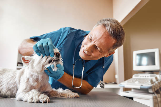 Best Emergency Gum Treatment in Minooka, IL